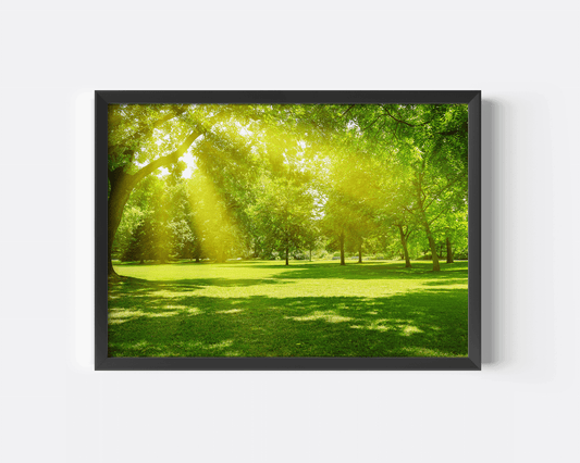 Nature Wall Art with Sunlight – Forest Canvas Print - Buy Wall Art