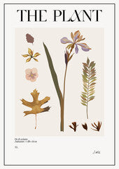 The plant. Autumn flower market poster. Herbarium