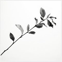 black and white photo of a plant branch with leaves minimalist photography