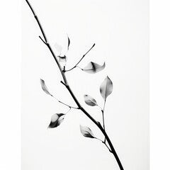 black and white photo of a plant branch with leaves minimalist photography