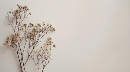 Dried flowers on plain background in neutral color