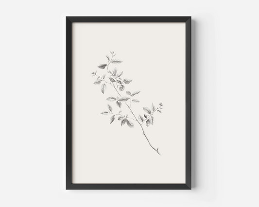 minimalist canvas print of a vintage branch in a sketch illustration format with a black frame