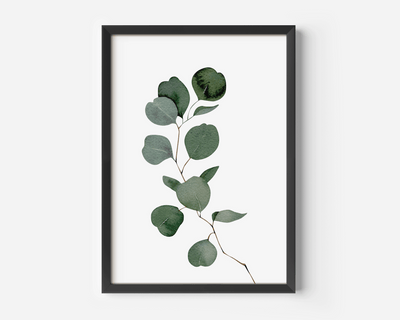 Watercolour eucalyptus wall art in a black frame with green silver-dollar leaves