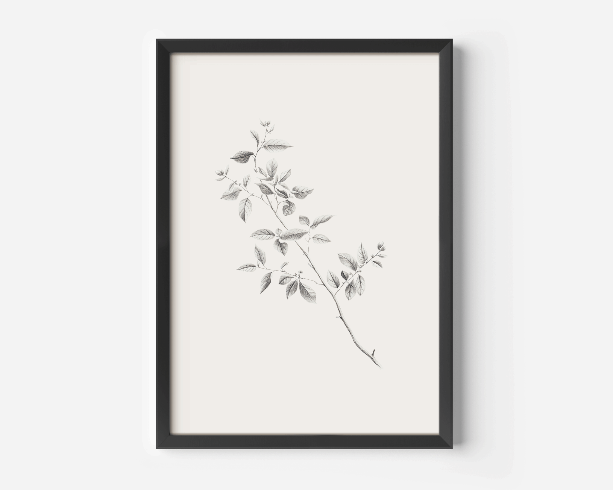 Minimalist Botanical Vintage Print | Canvas Art, Art Prints & Framed Canvas - Buy Wall Art