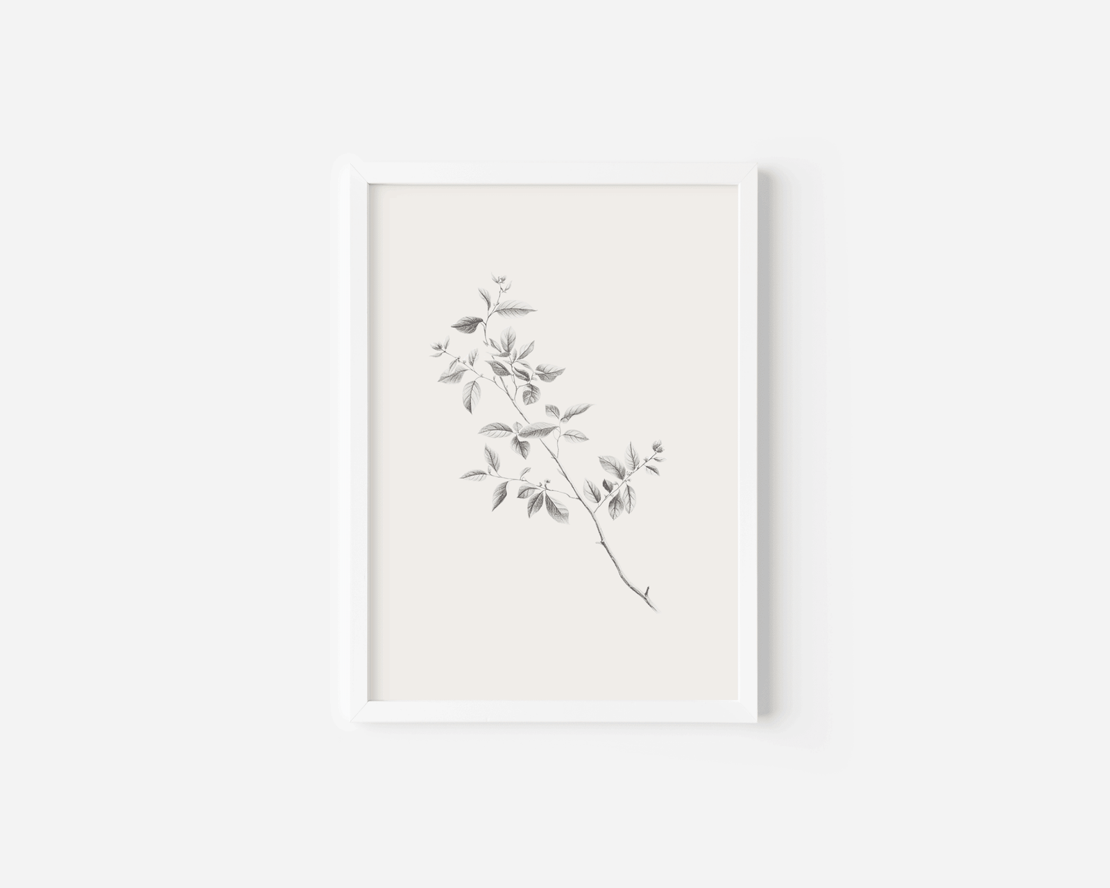 Minimalist botanical line art print with white frame and vintage branch illustration in neutral tones