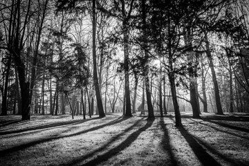 Trees in a park with rays of light and shadows on the ground. Black and white image.