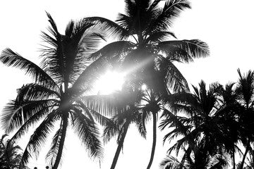 Palm trees black and white isolate