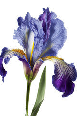 "Iris in Bloom"