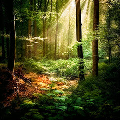 A Fine Art Photograph of a magical forest