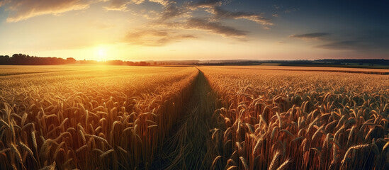 golden wheat field at sunset, AI Generated Image