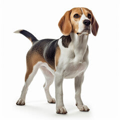 "A beautiful Beagle is captured in this picture, standing proudly in front of a clean white background. Its soulful eyes and droopy ears give off an aura of warmth and friendliness. With its tri-color