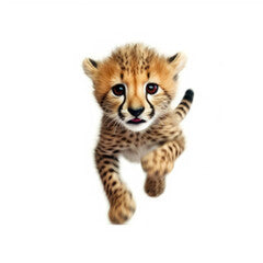 Adorable Cute Funny Baby Cheetah wild cat Running Close Up Portrait Photo Illustration on White Background Nursery, Kid's, Children's room, pediatric office Digital Wall Print Art Nature Generative AI