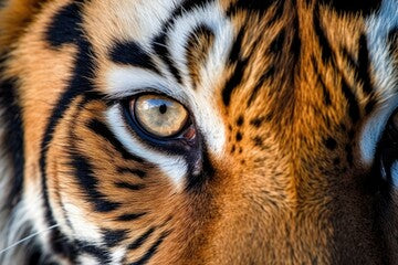 A striking resemblance of a tiger is seen in this detail picture of its face. Stylish fur coat with stripes in the horizontal