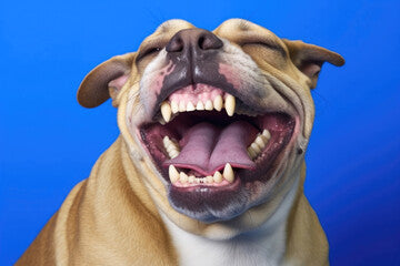 "A Bulldog with loose skin and round eyes adds humor to the image."