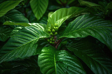 A close-up of a coffee plant's vibrant green leaves