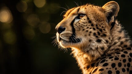 A breathtaking shot of a cheetah his natural habitat, showcasing his majestic beauty and strength.