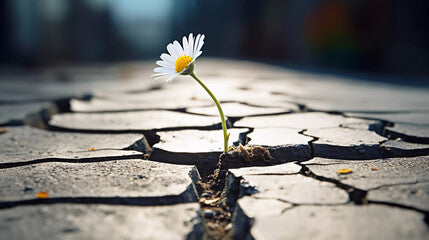 a flower is growing on the asphalt