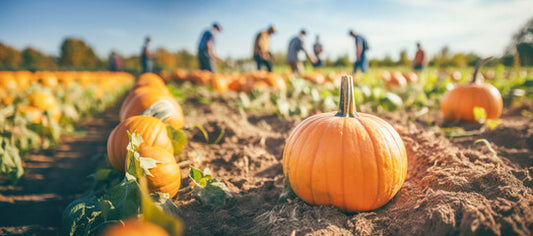 A close-up of a freshly picked pumpkin, its deep orange hue and distinctive ridges showcasing the essence of the fall season.