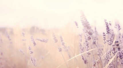 A digital artwork that blends a photograph of a field of lavender with a dreamy, ethereal filter. (Generative AI)