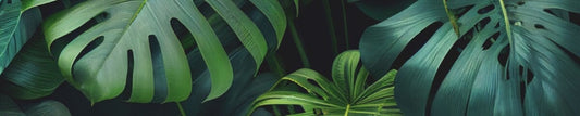 a background of tropical leaves